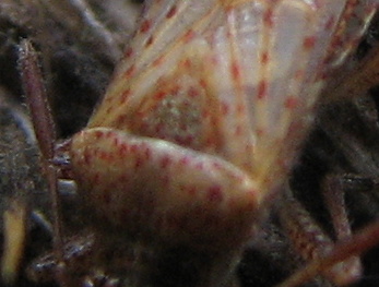 quale Rhopalidae ?